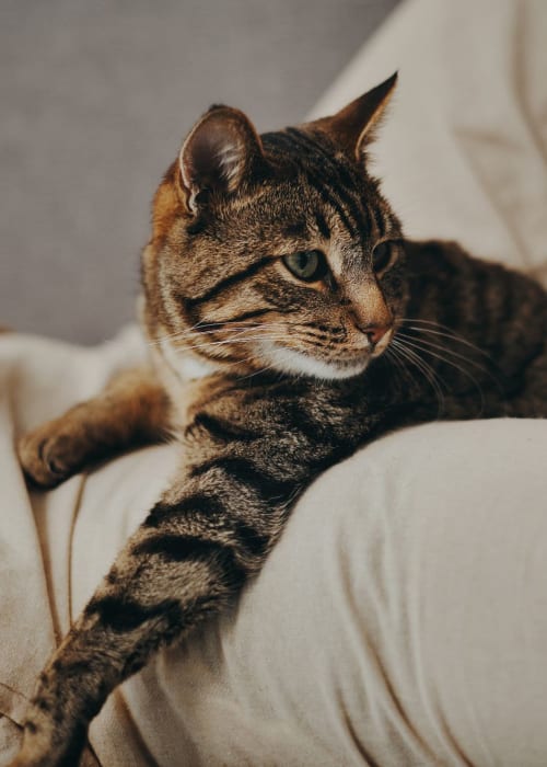 Cat relaxing at The Collection at Scotland Heights in Waldorf, Maryland