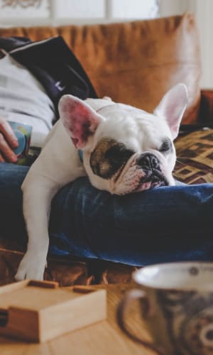 Resident Frenchie taking a nap in their new home at The Majestic at Hewitt in Hewitt, Texas