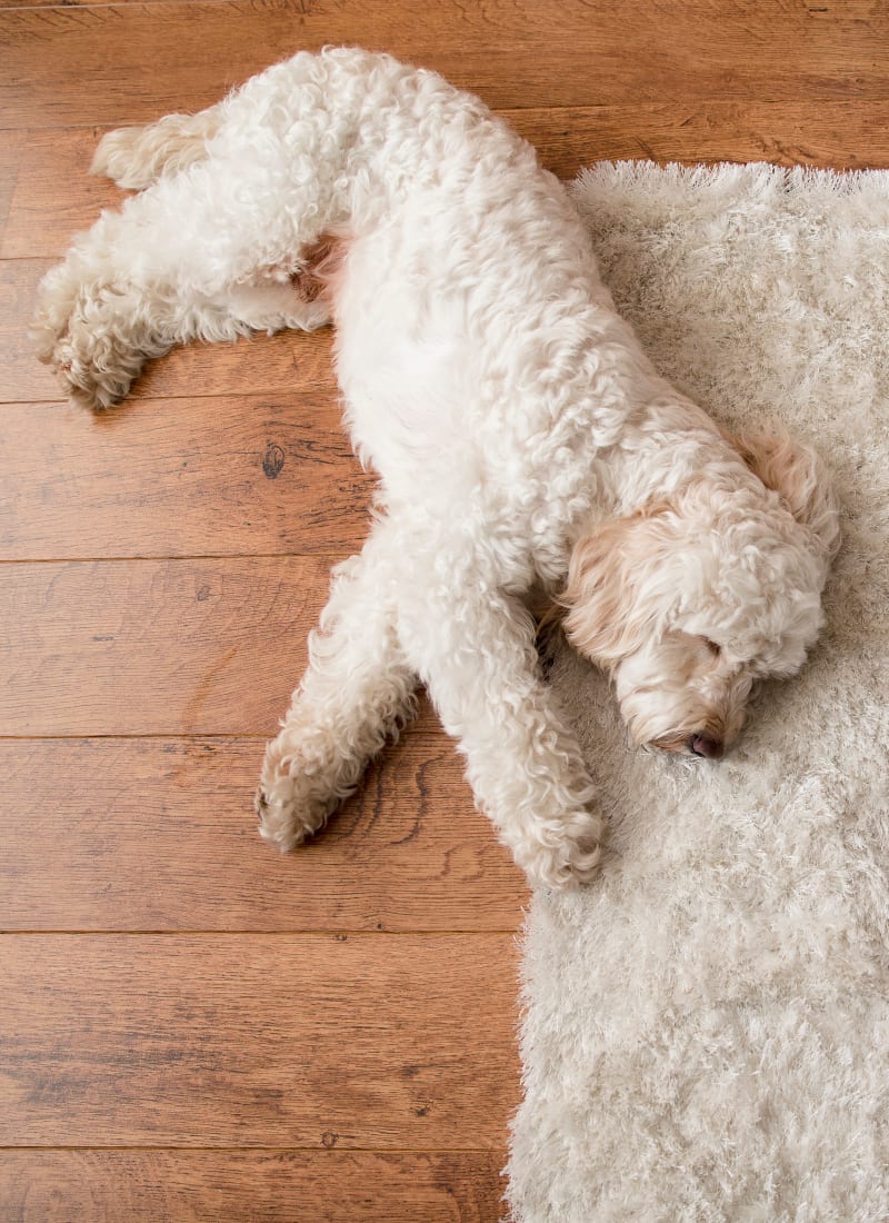 Pet fees at Marquis at Morrison Plantation in Mooresville, North Carolina