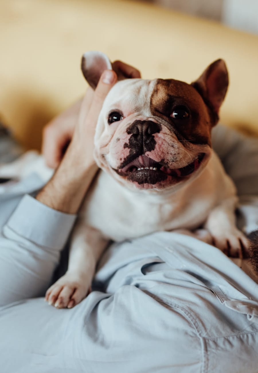 Puppy enjoying their owner petting them at Everton Flats in Warrenville, Illinois