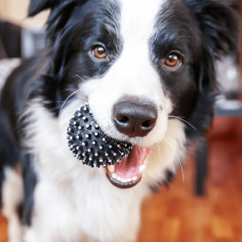 dog with a ball at Mountain View in Fallon, Nevada