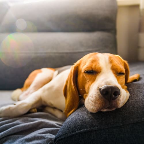 A dog sleeping on a couch at Mosby Steele Creek in Charlotte, North Carolina