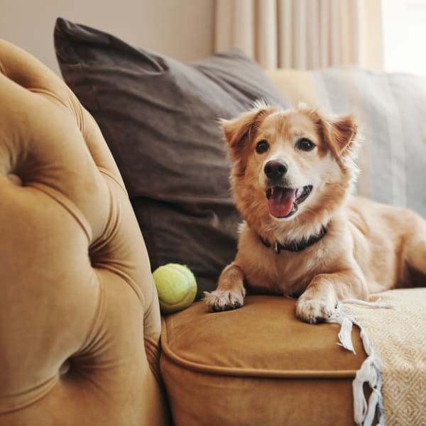 Golden dog with a ball ready to play at The Mallory in Raleigh, North Carolina