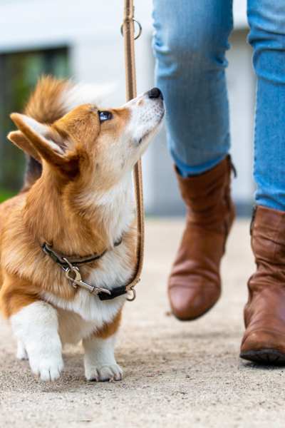 A resident walks her dog at a park near Hangar at Thunderbird, Glendale, Arizona