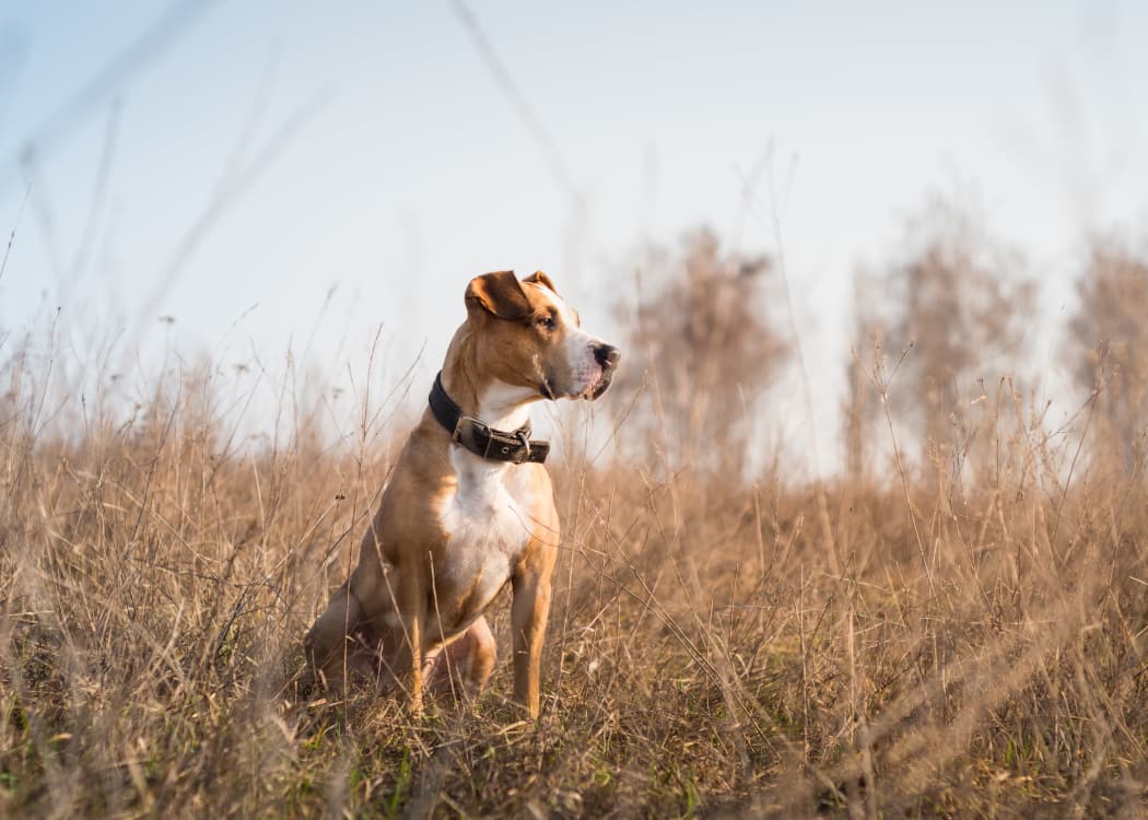 Dog in a field in Tulsa, Oklahoma near Barcelona Apartments