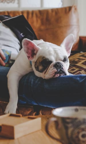 Resident and their dog having a snooze in their apartment at Buffalo Ridge in Princeton, Texas