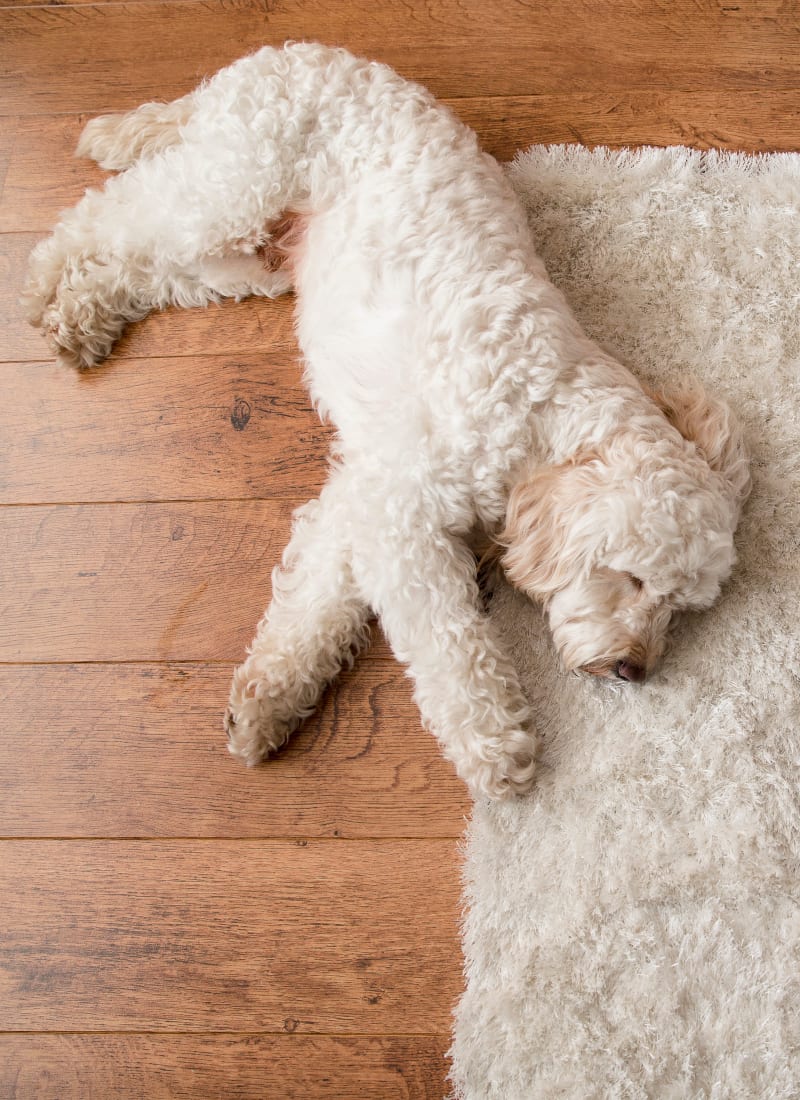 Breed restrictions at Marquis at Sugar Land in Sugar Land, Texas