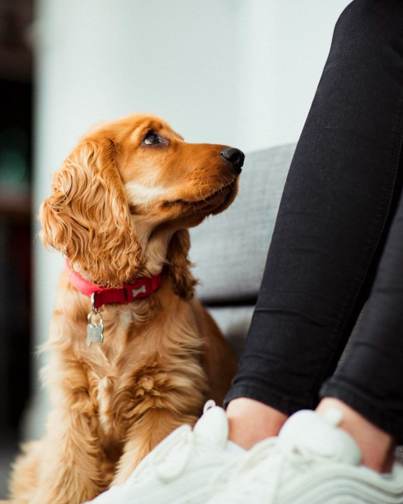 Resident and her pet at The Riverview in Charleston, South Carolina