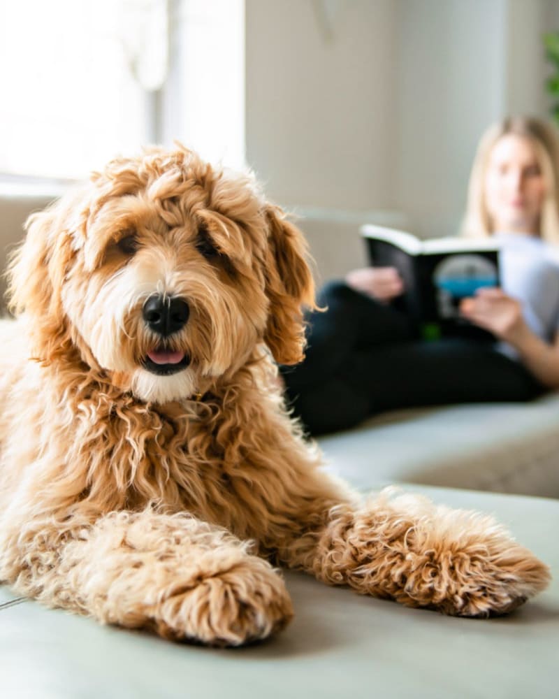 Resident dog relaxing at Mattress Factory Lofts in Atlanta, Georgia