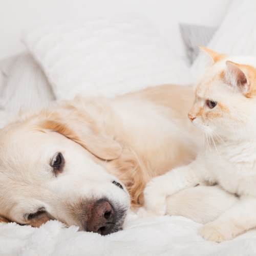 dog and cat laying down at Del Mar II in Oceanside, California