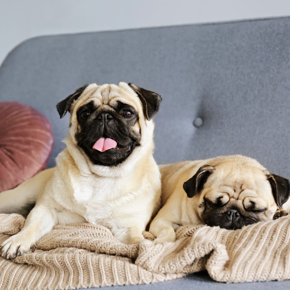 Couple of Pugs resting on the couch in their apartment at Ellington Midtown in Atlanta, Georgia