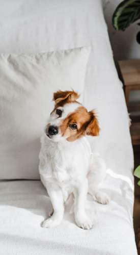 Learn more about Pet Policy at The View at Wash Park in Denver, Colorado