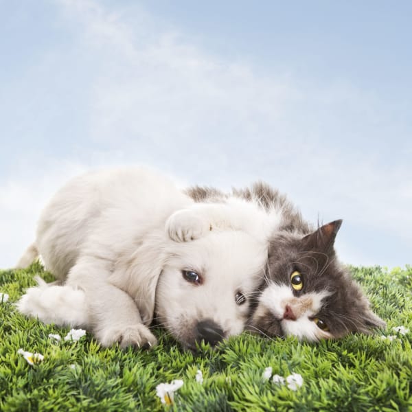 Pet friendly apartments in Mission Viejo, California