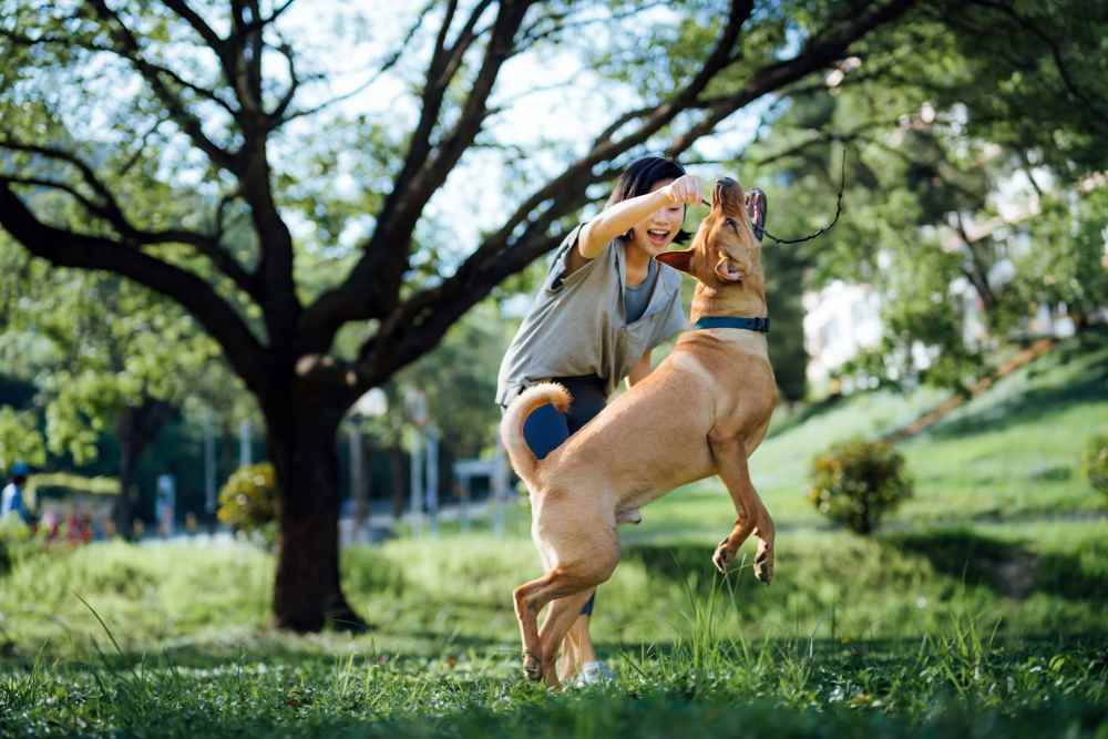 Women playing with her dog in grass near Stonehurst Manor and Harrison Court in Upper Darby Township, Pennsylvania