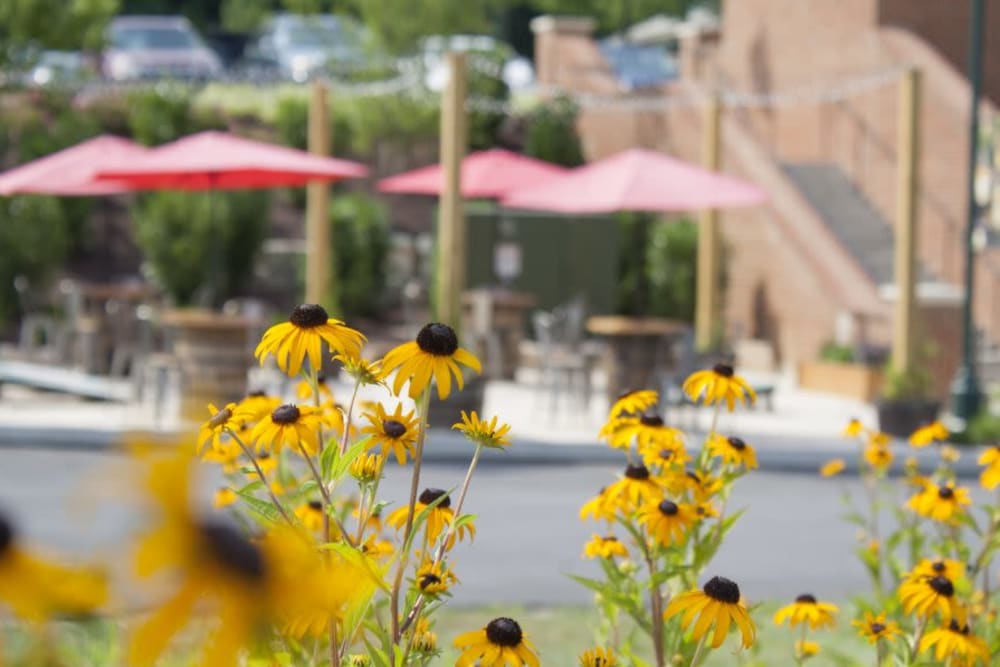 Flowers in the town at Eagleview Landing in Exton, Pennsylvania