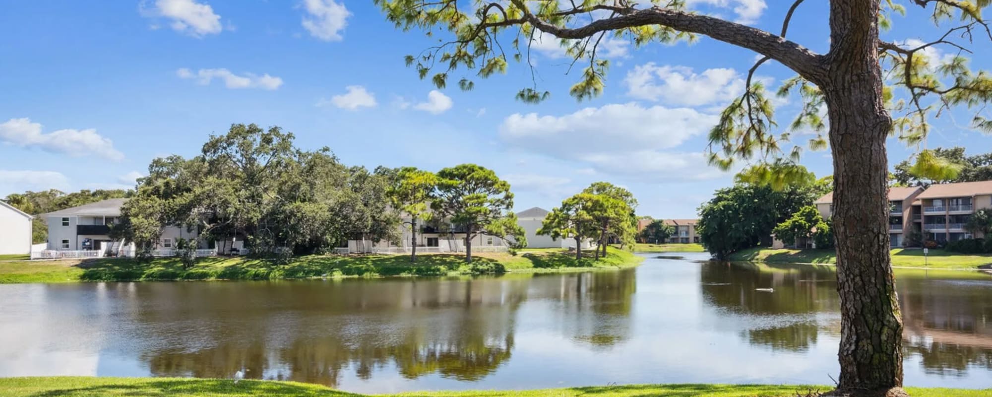 Apartments at The Morgan in St Petersburg, Florida