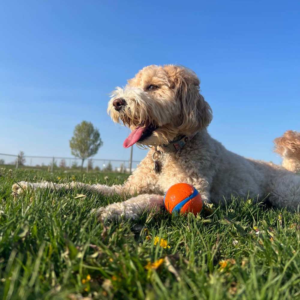 Dog playing in a park near Proximity Watermark in Wilmington, North Carolina,