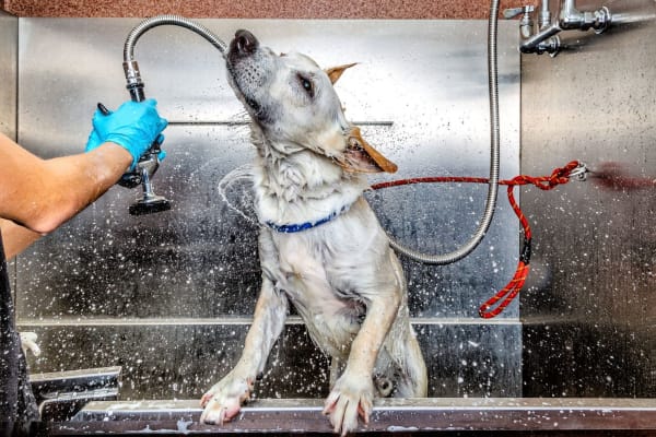 Pet-friendly and washing their dog at Sunsweet in Morgan Hill, California