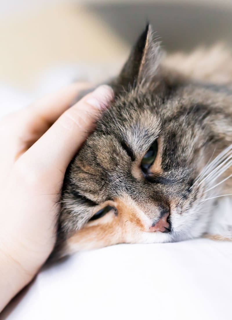 No pet weight limits at Marquis at Cinco Ranch in Katy, Texas