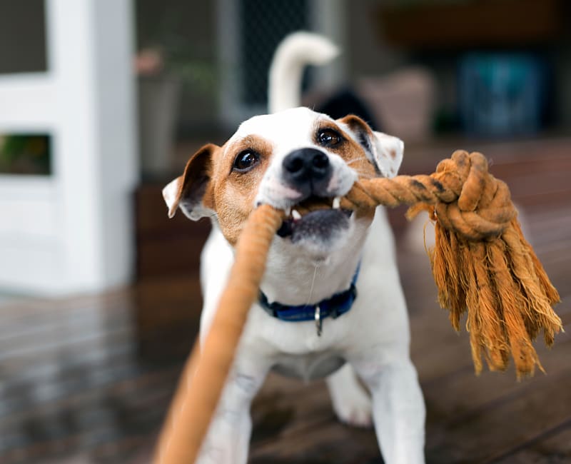 Resident dog playing at Creekside in Doraville, Georgia