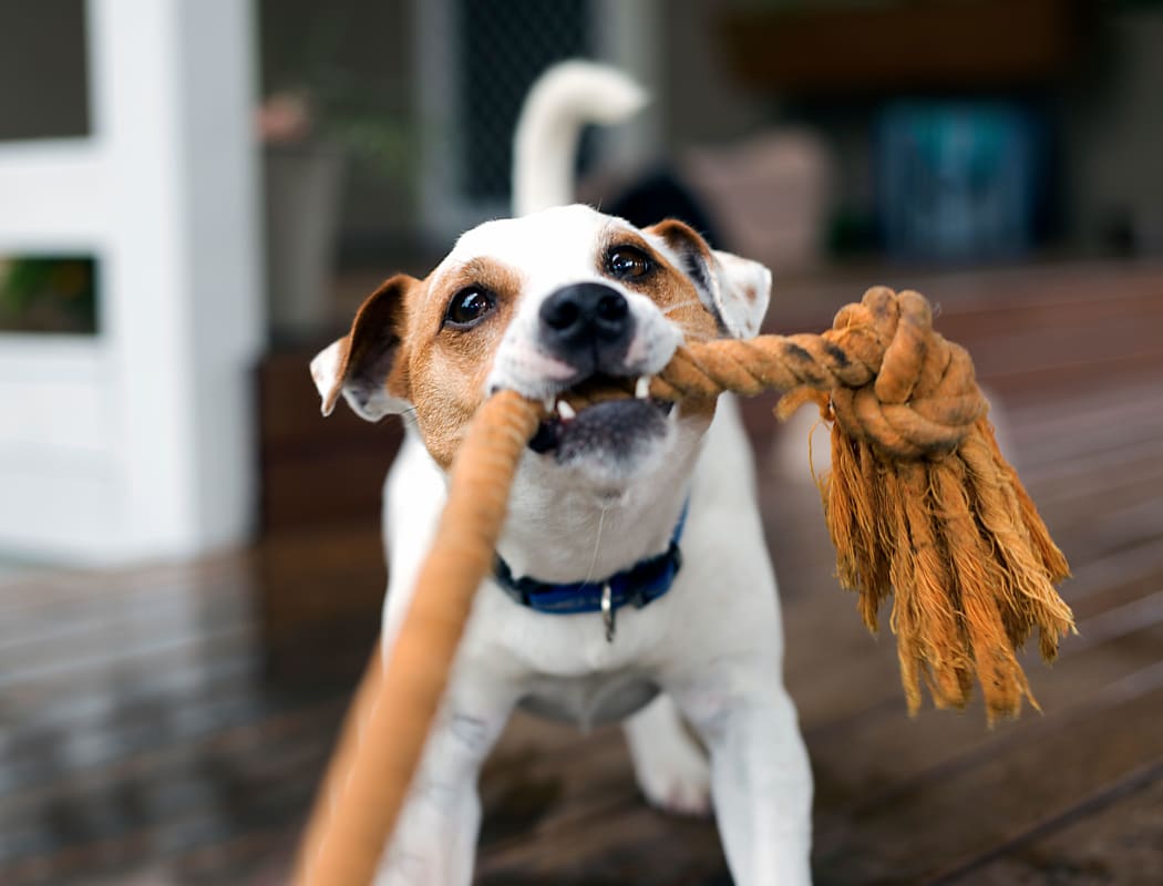 Dog playing with a toy at The Monterey in San Jose, California