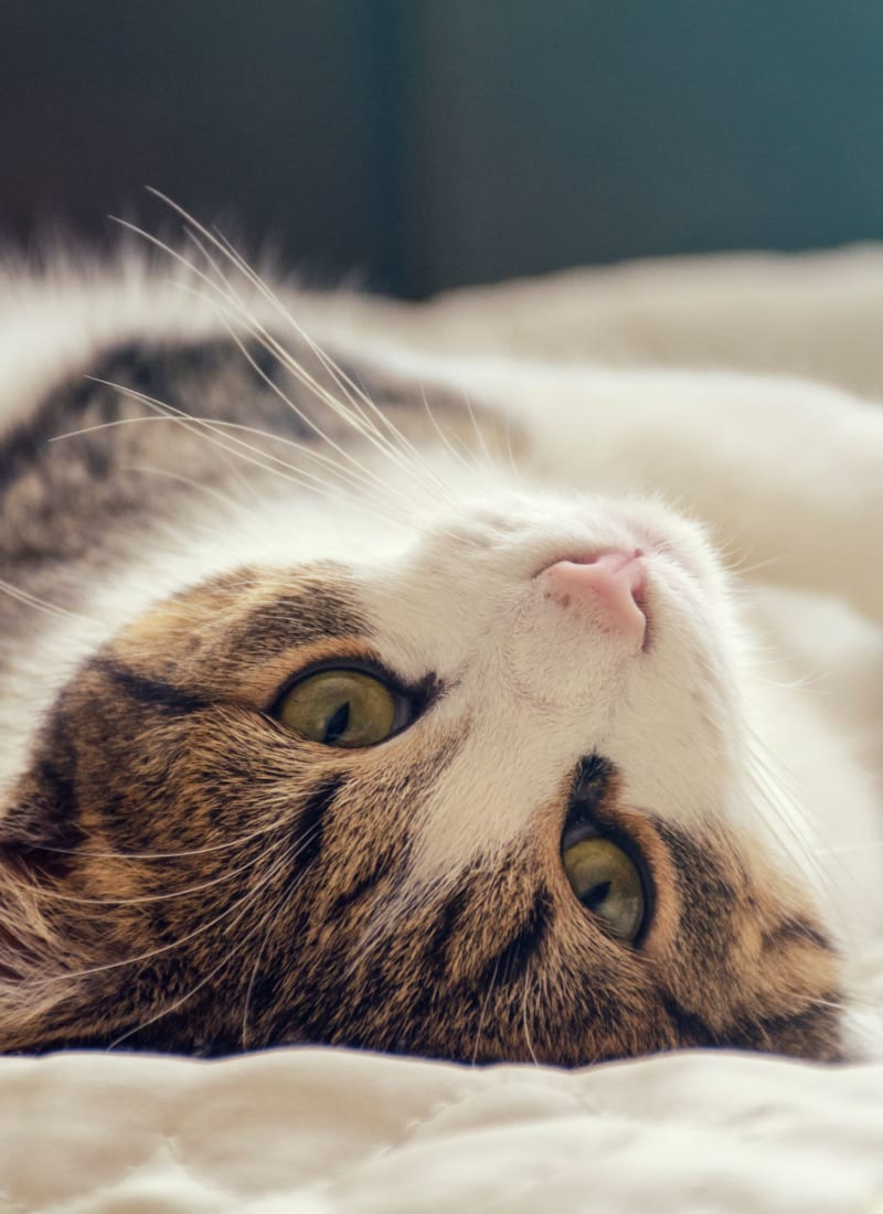 No pet weight limits at Marq West Seattle in Seattle, Washington