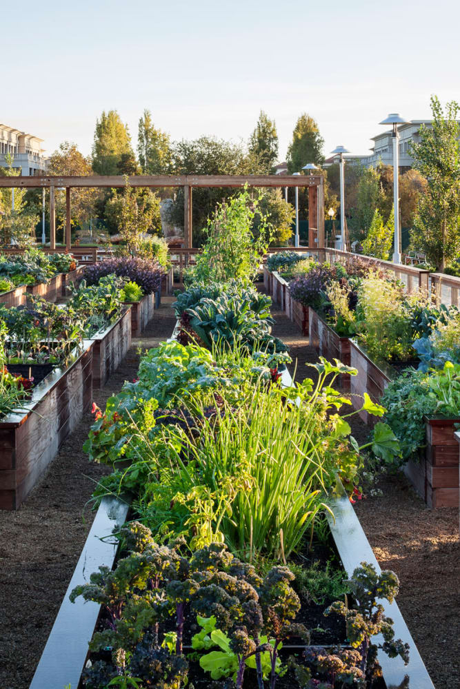 Lush community garden at Solana Stapleton Apartments in Denver, Colorado