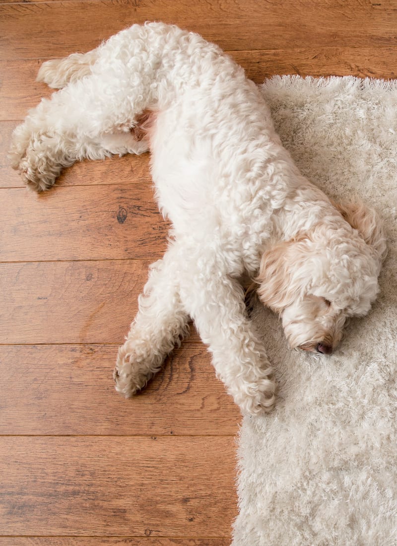 Two pets maximum per apartment at Whisper Creek Apartment Homes in Lakewood, Colorado