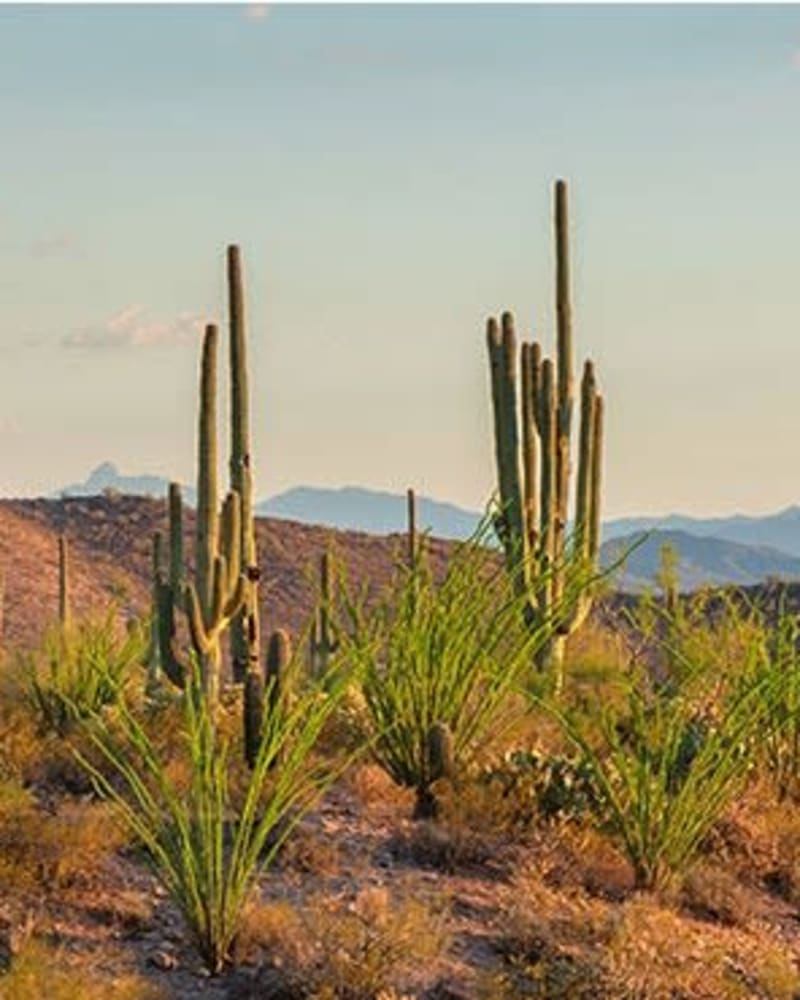 Cacti in the desert at The Reserve at Eastmark, Mesa, Arizona