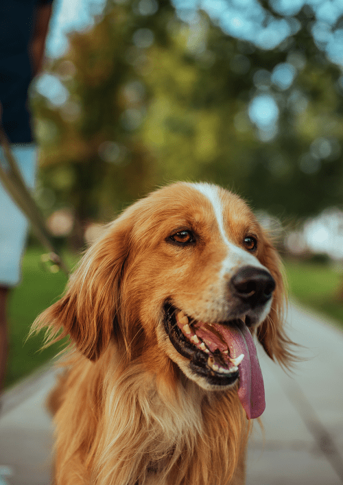 Resident walking a dog at Gardenbrook Apartments in Columbus, Georgia