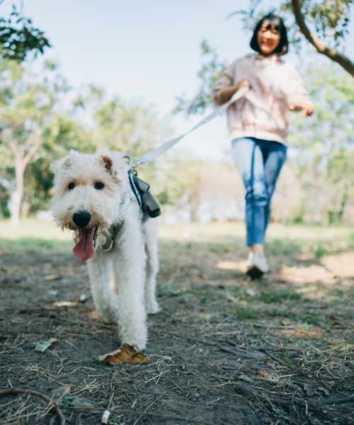 Person walking dog in park at Pleasant View Townhomes in Baltimore, Maryland