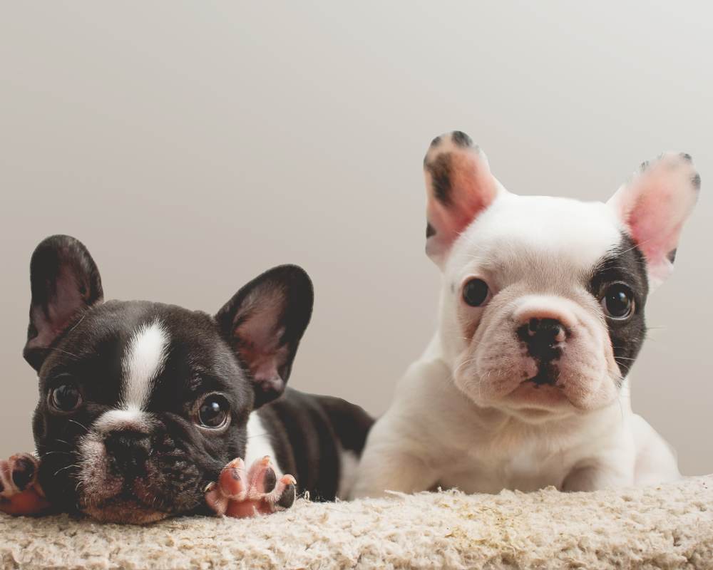 Two adorable Frenchies at 207 East in Edgewood, Washington