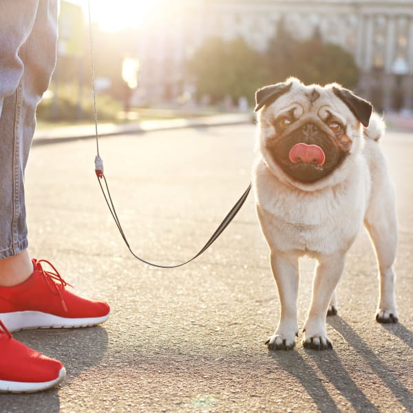 Resident taking her dog for a walk near The Bixby in Washington, District of Columbia