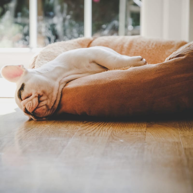 Resident dog napping at Portofino Villas in Pomona, California