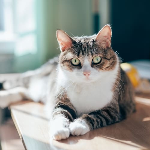 A house cat laying down at Serra Mesa in Oceanside, California