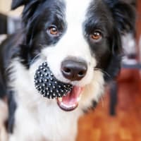 Dog with a toy in its mouth at Barrett Apartment Homes in Garland, Texas