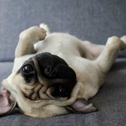 Dog relaxing at home Avonlea Westside in Atlanta, Georgia