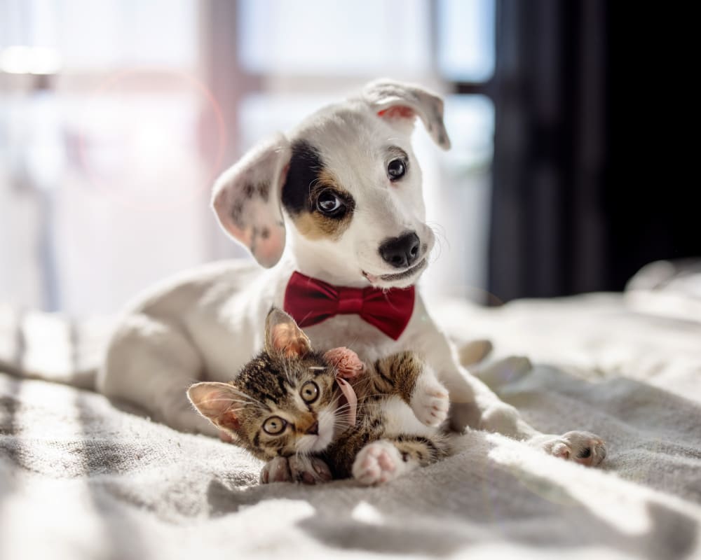 Dog and cat at Stone Gables in Raeford, North Carolina