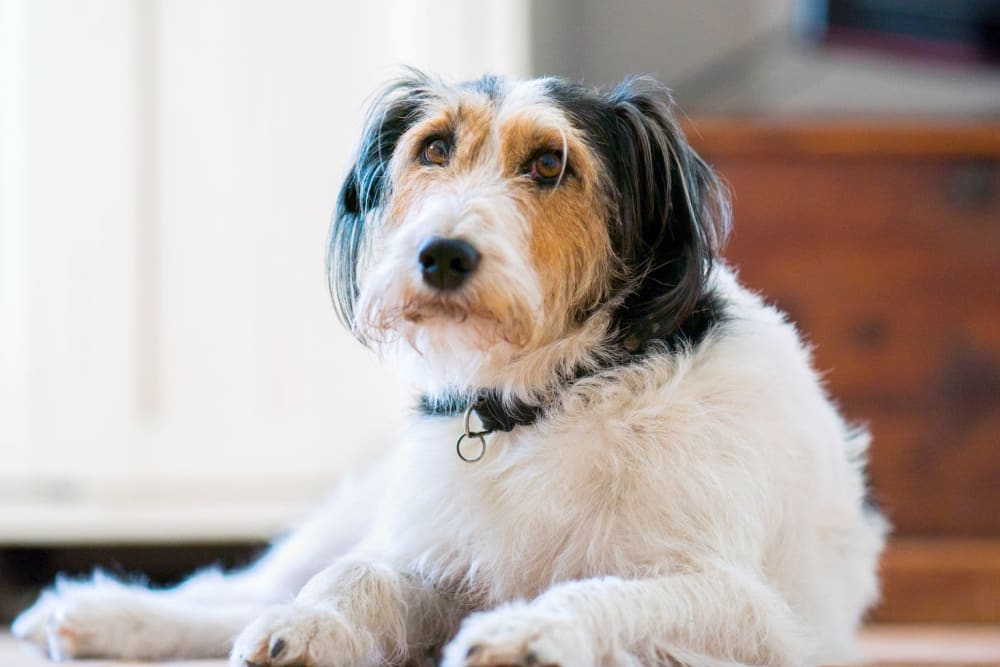 Resident dog at Serenity Villas in Pomona, California