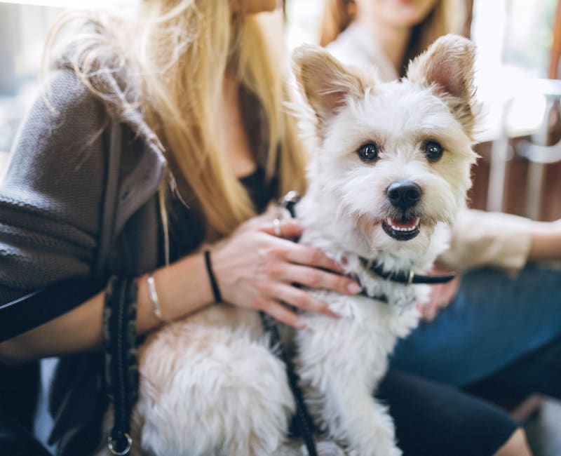 Happy dog sitting on their owner's lap at 1303 Main in Duncanville, Texas