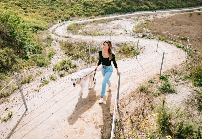 Dog taking her owner for a walk on some trails near Mediterranean Village in West Hollywood, California