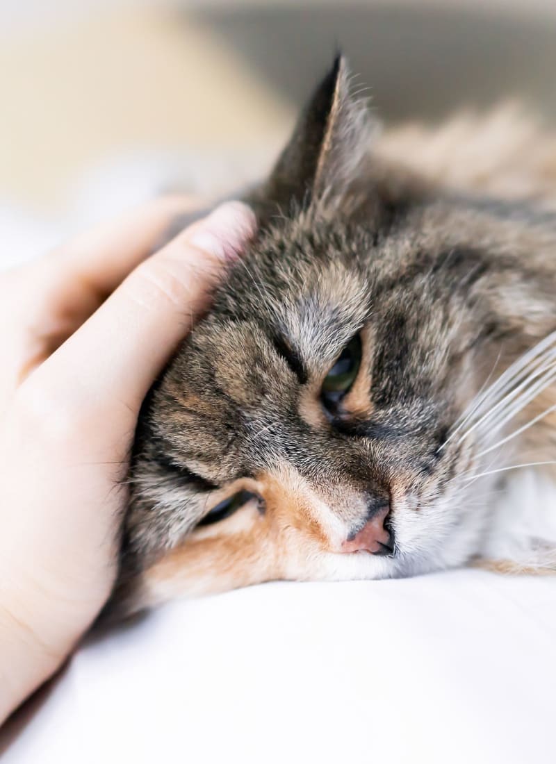 Pet fees at Marquis at The Cascades in Tyler, Texas