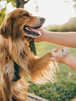 Resident Golden Retriever shaking paws with their parent at Auberge of Tyler in Tyler, Texas