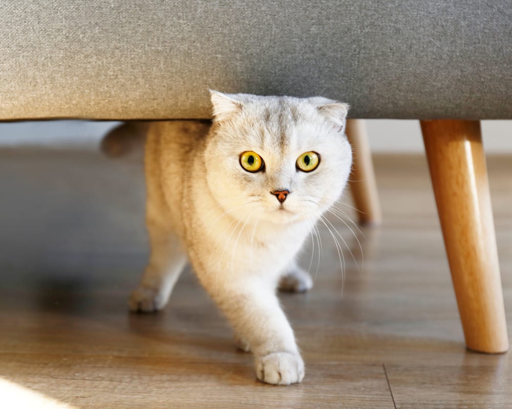 Cat walking under a chair at Oaks Hiawatha Station in Minneapolis, Minnesota