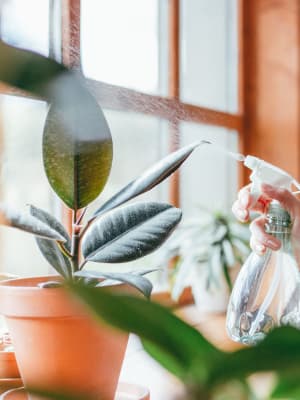 House plants in window at Chesterfield Flats, North Chesterfield, Virginia