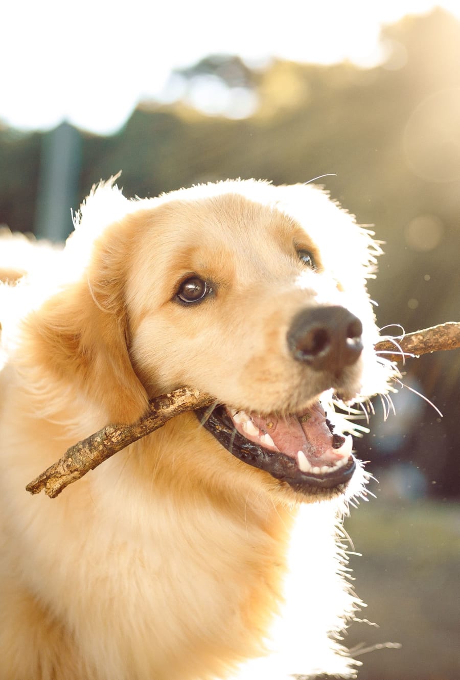 A resident's happy pup at Avenue @Creekbridge in Brandon, Florida