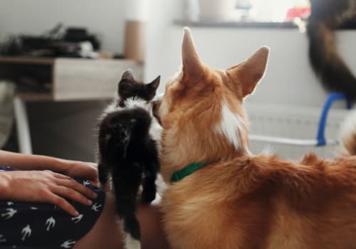 Two pets maximum per apartment at Copperline at Point Ruston in Tacoma, Washington