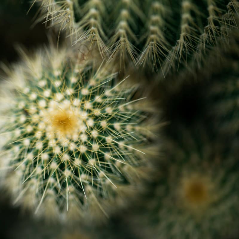 Cactus plant at Senita on Cave Creek in Phoenix, Arizona