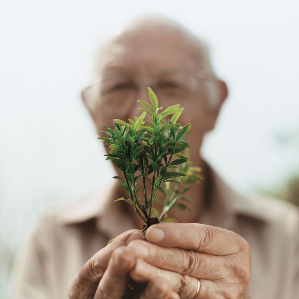 Senior man holding a young plant up to the camera lens at Anthology of Wheaton in Wheaton, Illinois