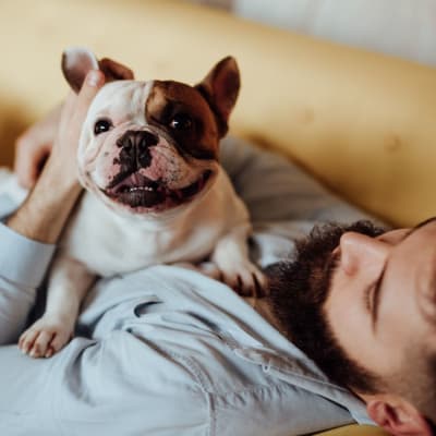 Man with dog lying on his chest at The Towne at Northgate Apartments in Colorado Springs, Colorado